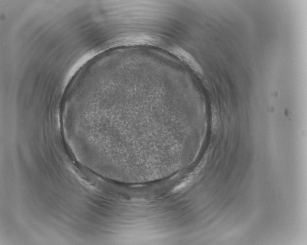 X0000070381226200606301913