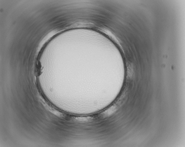 X0000070381227200606301913