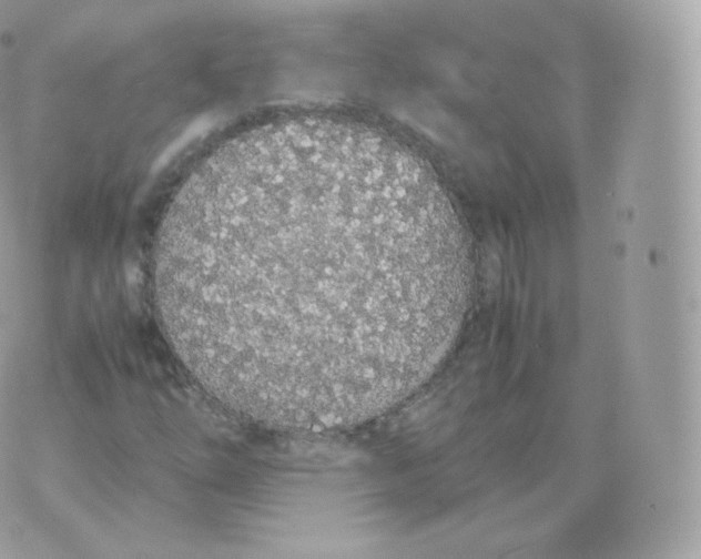 X0000070381254200606301912