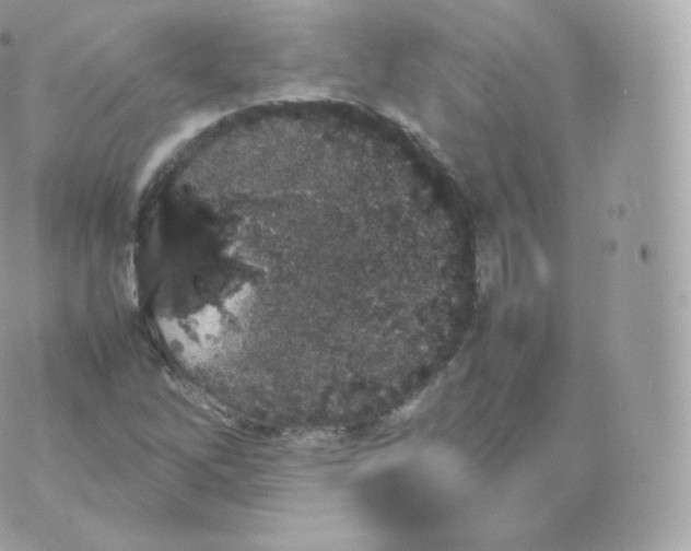 X0000070381262200606301912