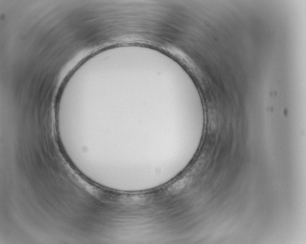 X0000070381286200606301912