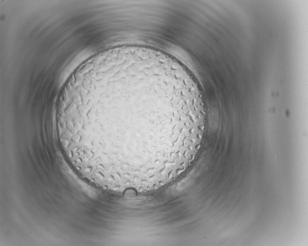 X0000070381290200606301912