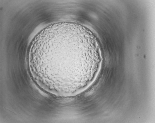 X0000070381294200606301912