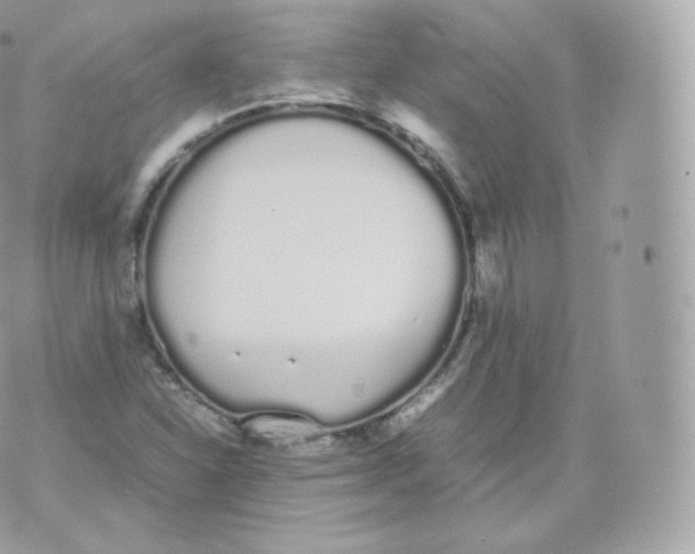 X0000070381310200606301911