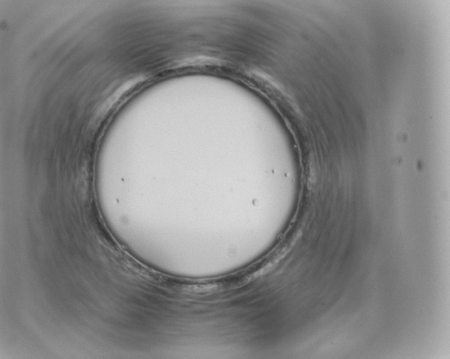 X0000070381313200606301911