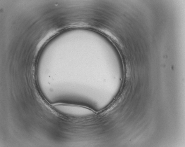 X0000070381325200606301911