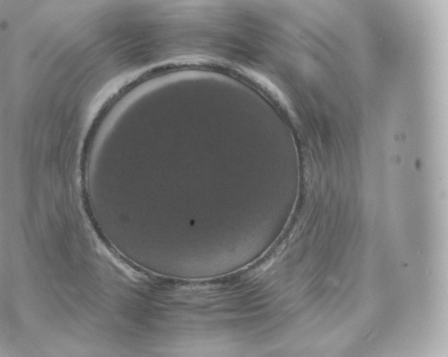 X0000070381327200606301911