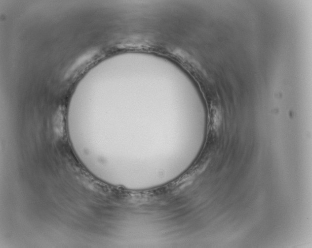 X0000070381350200606301911