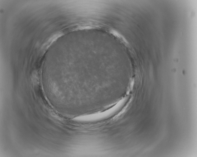 X0000070381353200606301911