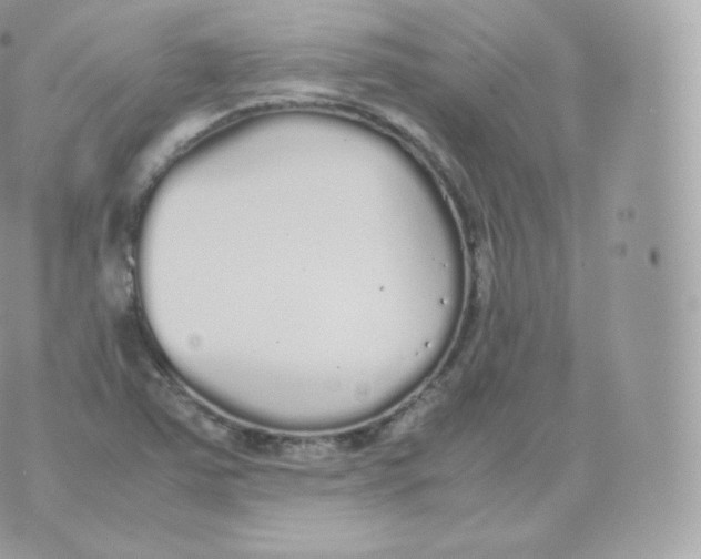 X0000070381363200606301911