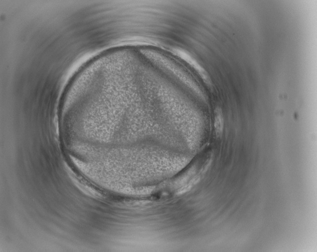 X0000070381372200606301910