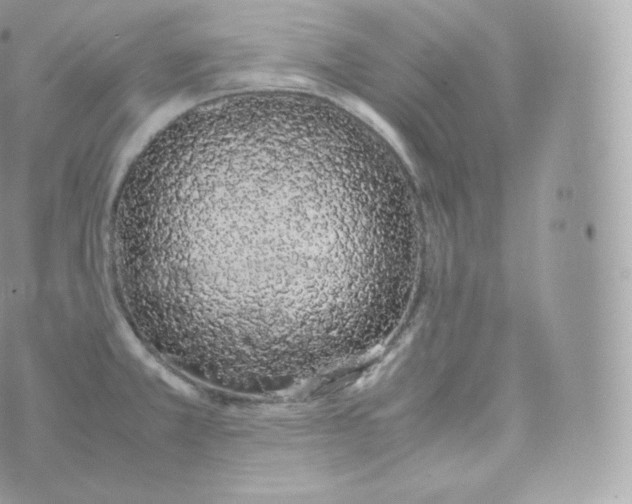 X0000070381381200606301910