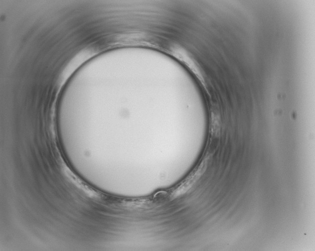 X0000070381386200606301910