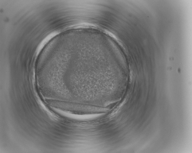 X0000070381418200606301910