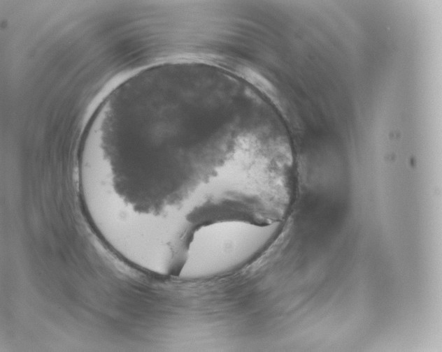 X0000070381428200606301910