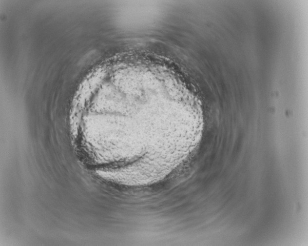 X0000070381441200606301909