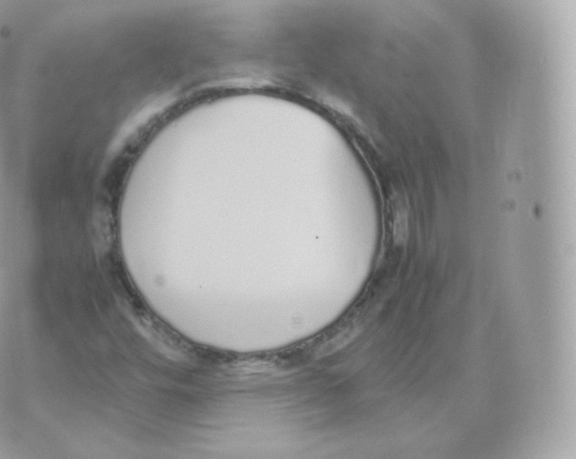 X0000070381448200606301909