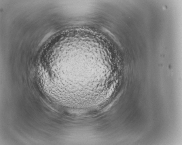 X0000070381449200606301909