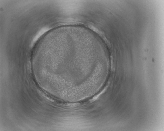 X0000070381453200606301909