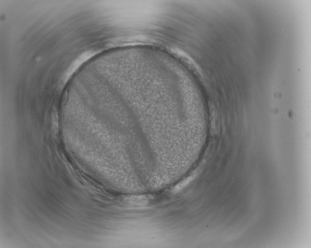 X0000070381457200606301909