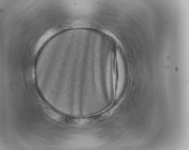 X0000070381461200606301909