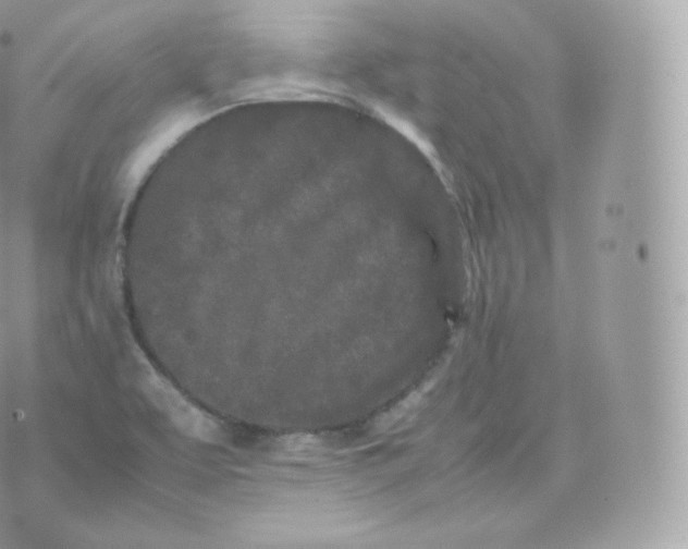 X0000070381463200606301909