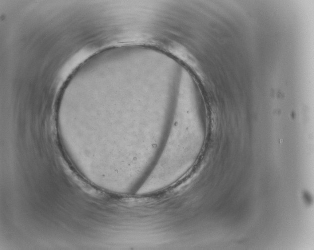 X0000070381469200606301909