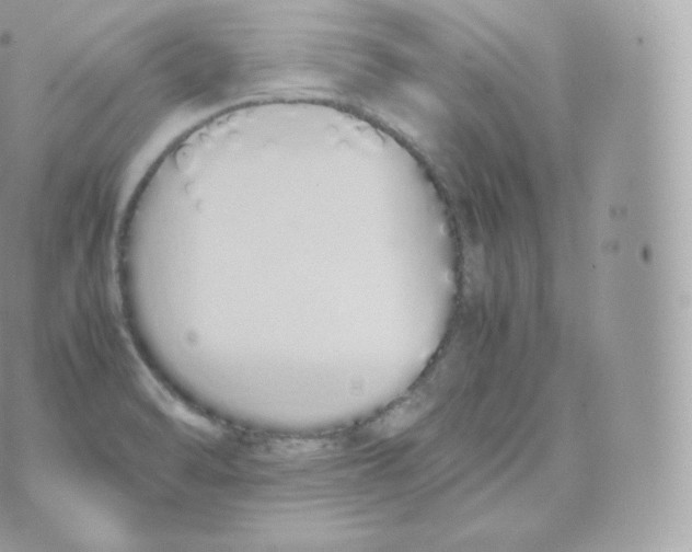 X0000070381470200606301909