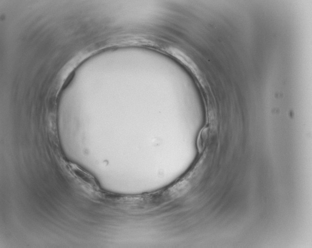 X0000070381481200606301909