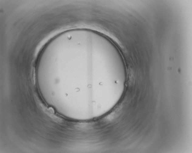 X0000070381510200606301908