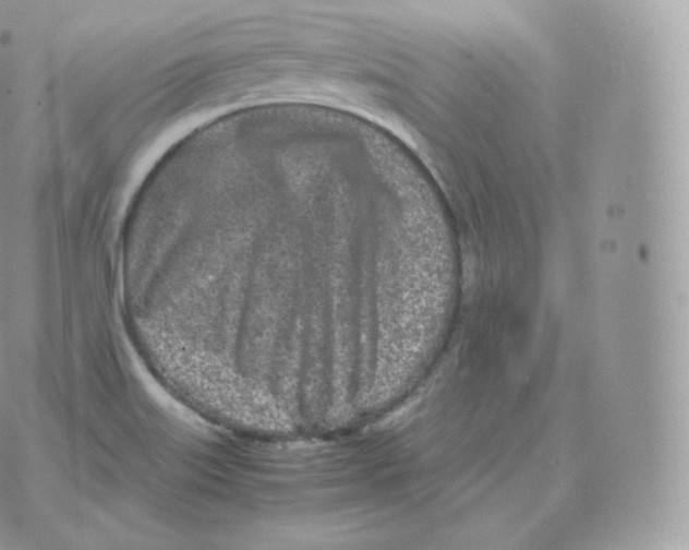 X0000070381515200606301908