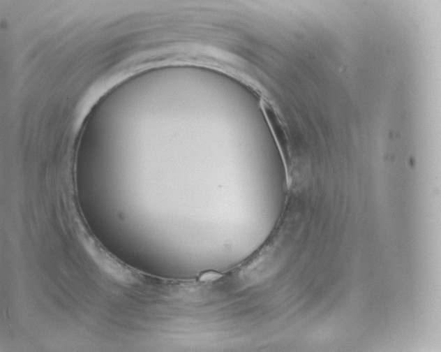 X0000070381530200606301908