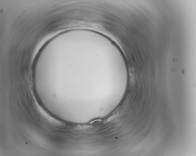 X0000070381531200606301908