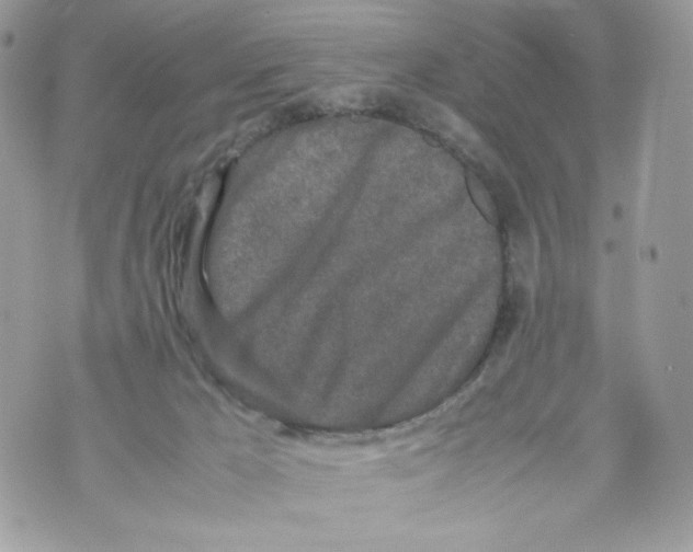 X0000070380029200607072205