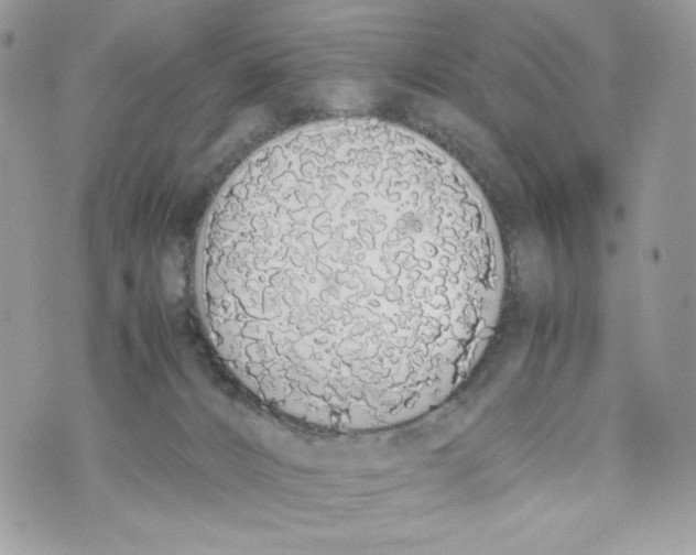 X0000070380032200607072205