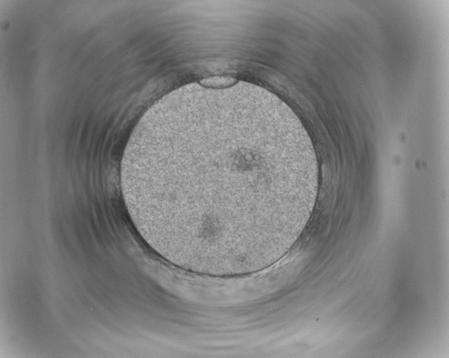 X0000070380048200607072205