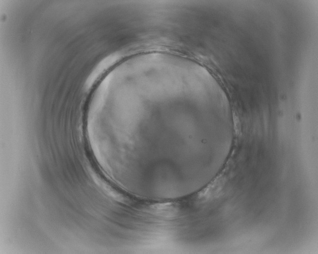 X0000070380054200607072204