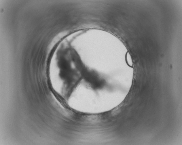 X0000070380104200607072204