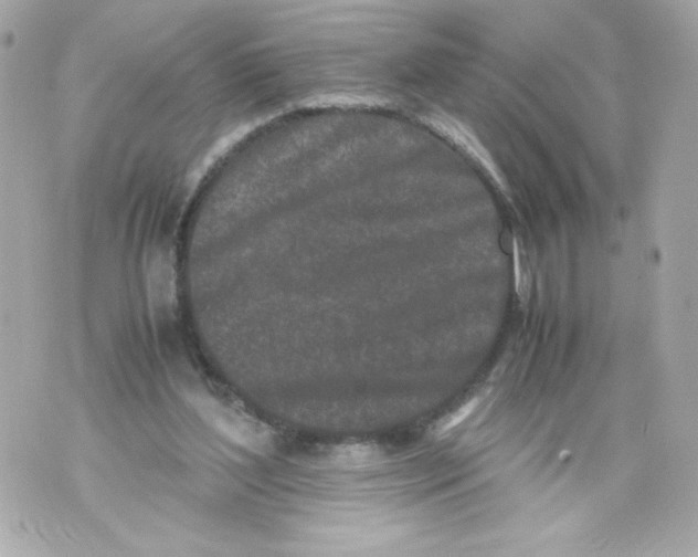 X0000070380204200607072202