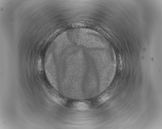 X0000070380224200607072202