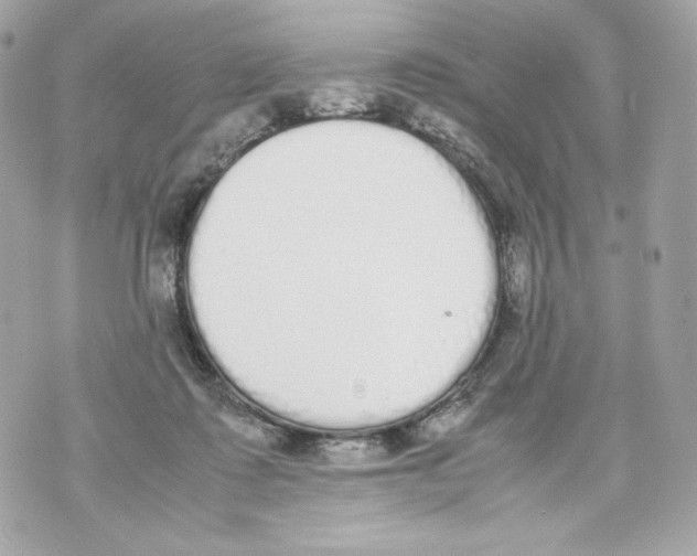 X0000070380315200607072200