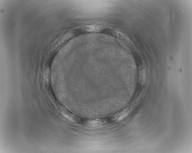 X0000070380325200607072200