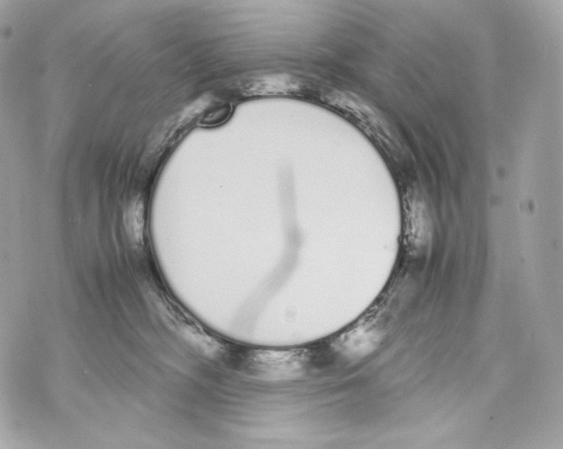 X0000070380326200607072200