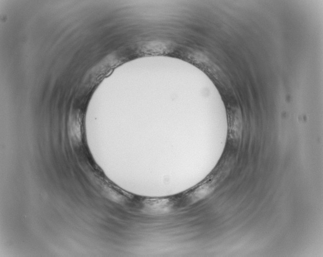 X0000070380334200607072200