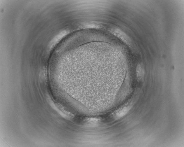 X0000070380352200607072200