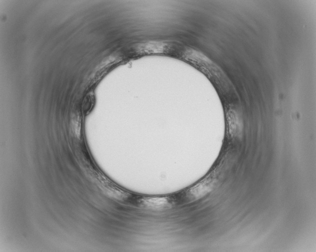 X0000070380374200607072200