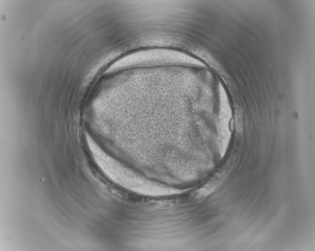 X0000070380434200607072158