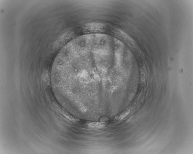 X0000070380465200607072158