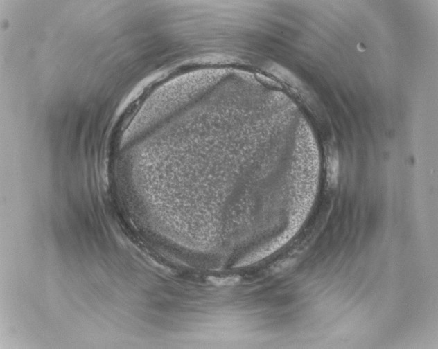 X0000070380484200607072158