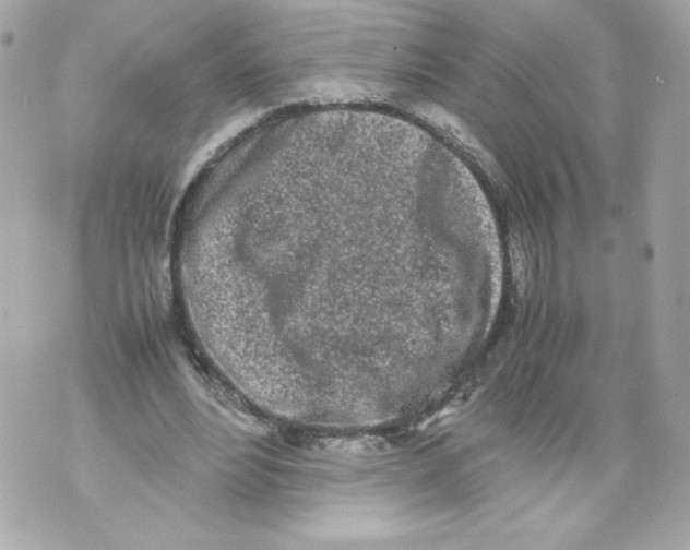 X0000070380488200607072158